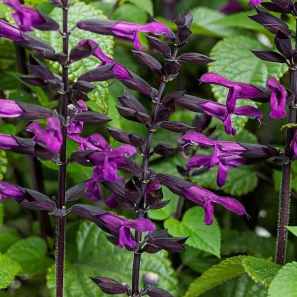 4.25 in. Eco+ Grande Rockin' Deep Purple Salvia (Hybrid) Live Annual Plant with Purple Flowers 4-Pack