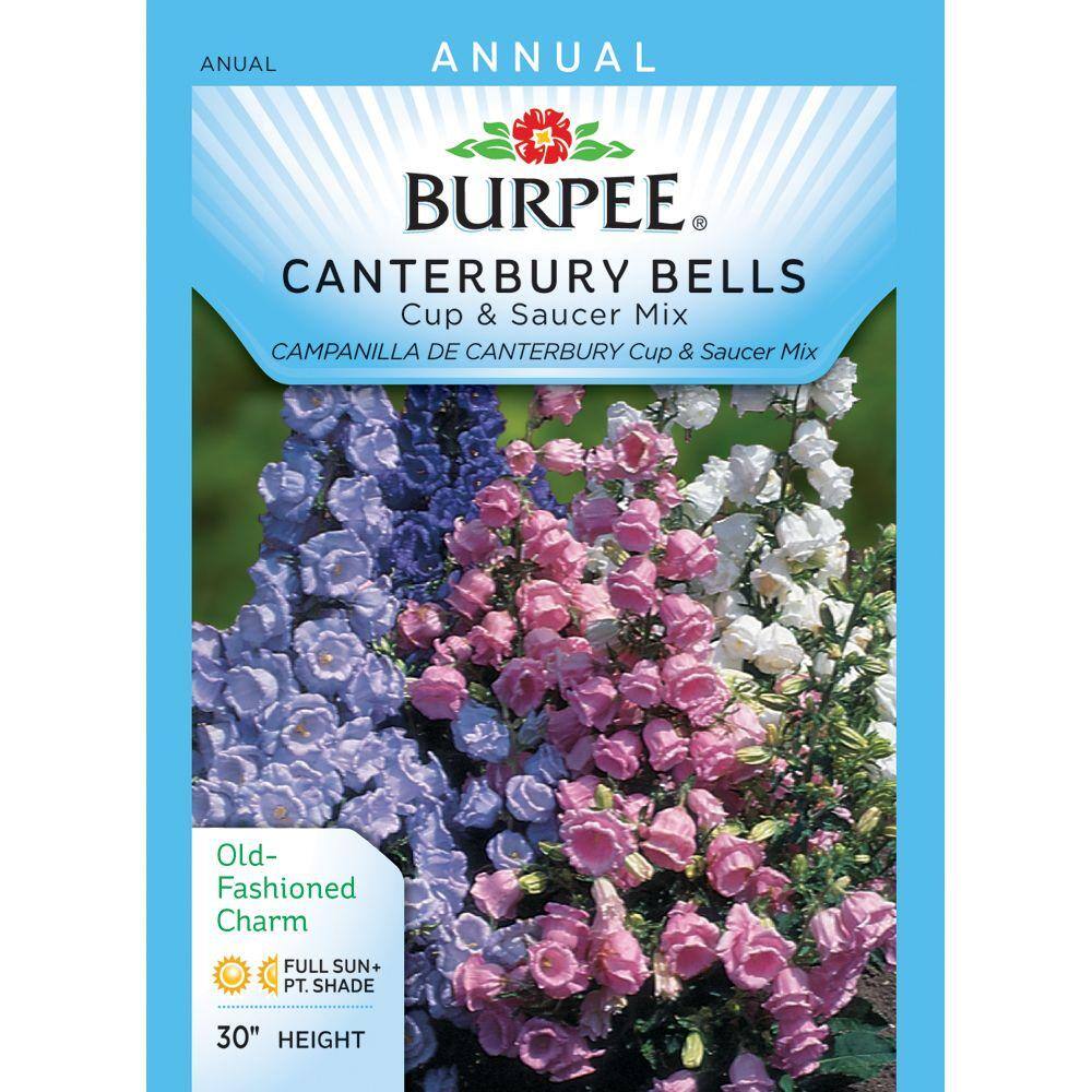 Burpee Canterbury Bells, Cup and Saucer Mix Seed 36761 - The Home