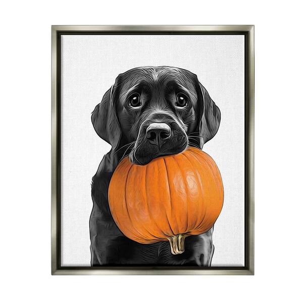 Stupell Industries Lab Dog with Pumpkin by Annalisa Latella 1 Piece Floater Frame Graphic Print Animal Poster Art Print 21 in. x 17 in.