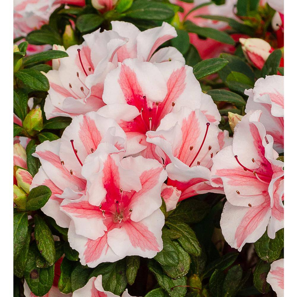 Autumn Starburst Coral Pink and White Azalea in 1 Gallon Pot