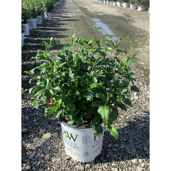 Hibiscus 'Chiffon Pink' potted 3L