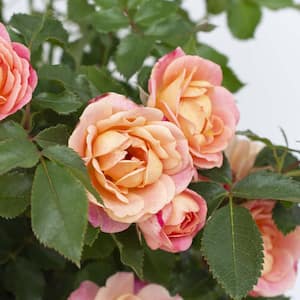 2.5 In. Sunblaze Peach Mini Rose Bush with Orange-Pink Flowers (3-Pack)