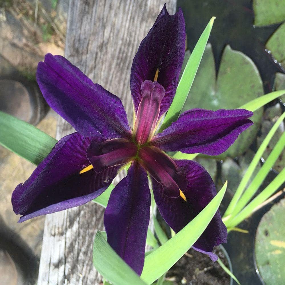 4 in. Black Gamecock Iris Potted Bog/Marginal Pond Plant
