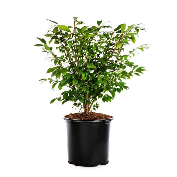 2.25 Gal. Dwarf Burning Bush Euonymus Live Shrub with Red