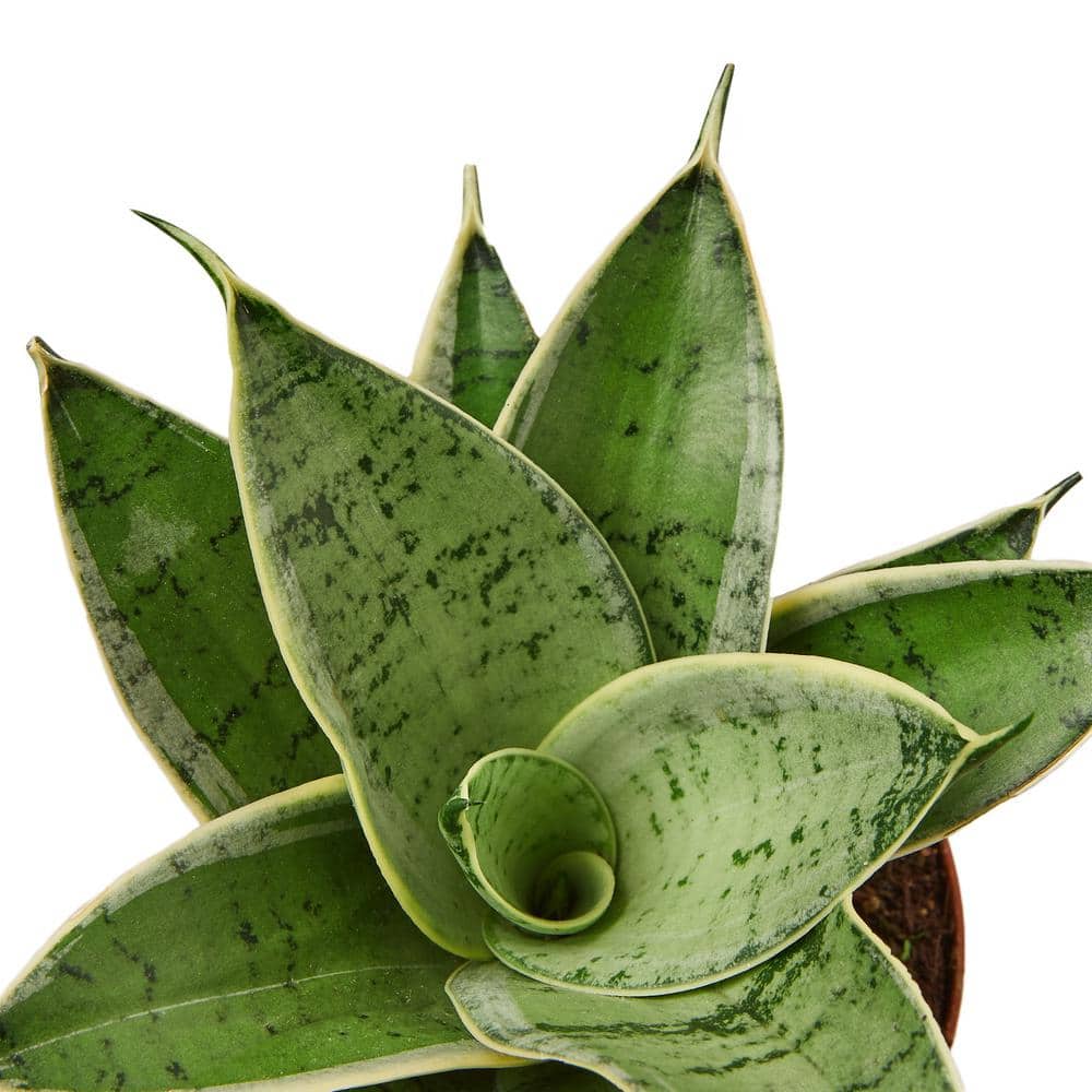 Starlight Snake Plant in 4" Terracotta Pot