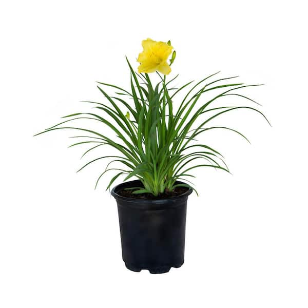 FLOWERWOOD 2.5 Qt. Happy Returns Daylily, Live Perennial Plant, Pale-Yellow Flowers