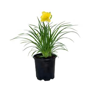 2.5 Qt. Happy Returns Daylily, Live Perennial Plant, Pale-Yellow Flowers