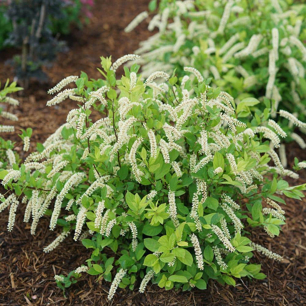 2 Gallon White Fragrant Itea Sweetspire Shrub