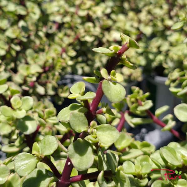 artificial silk philodendron plants Artificial Plants Hanging Philodendron Bush main image 0