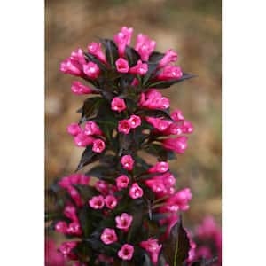 2 Gal. Spilled Wine Weigela Shrub with Bright Pink Flowers and Deep Purple Foliage
