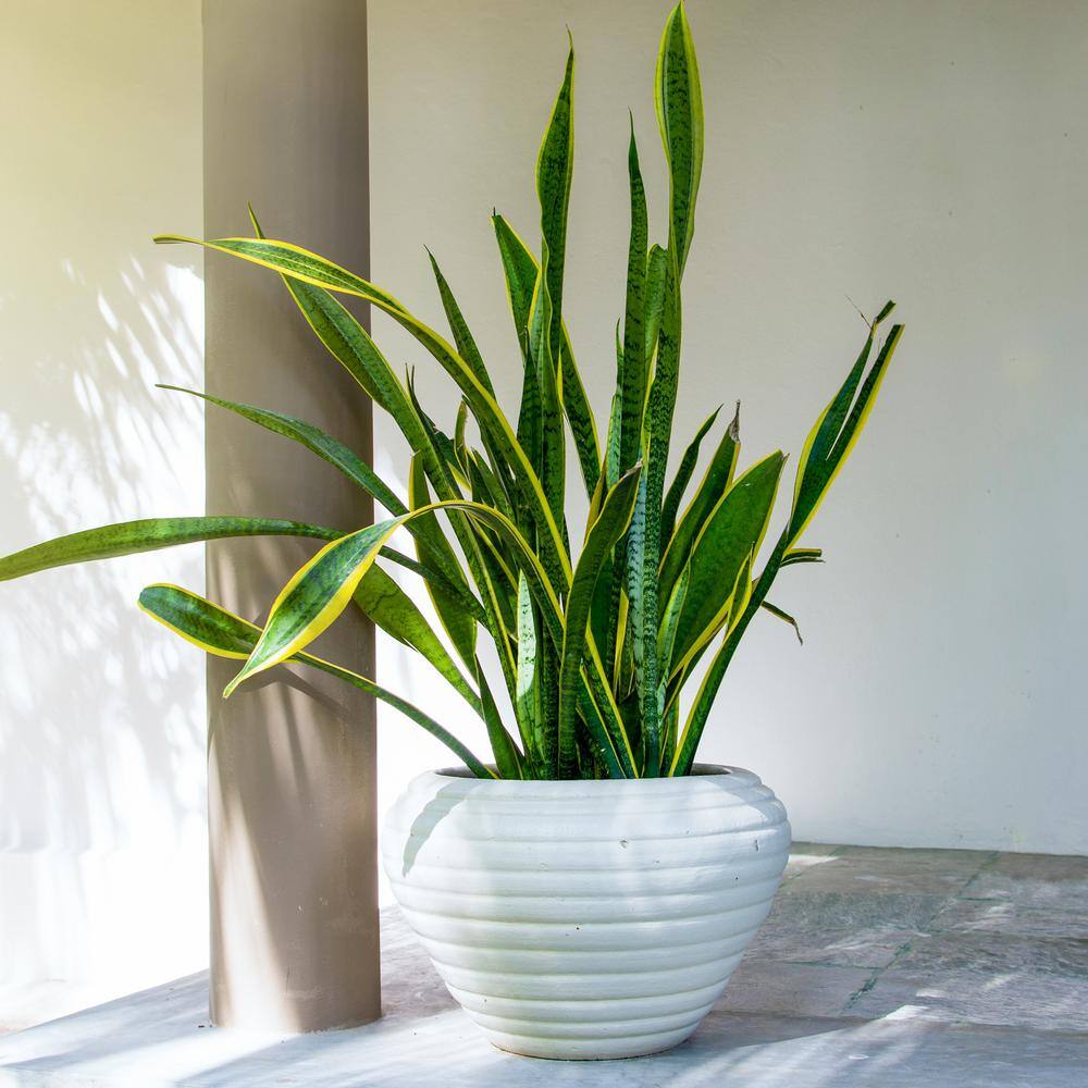 24" Black Ceramic Indoor Sansevieria Succulent