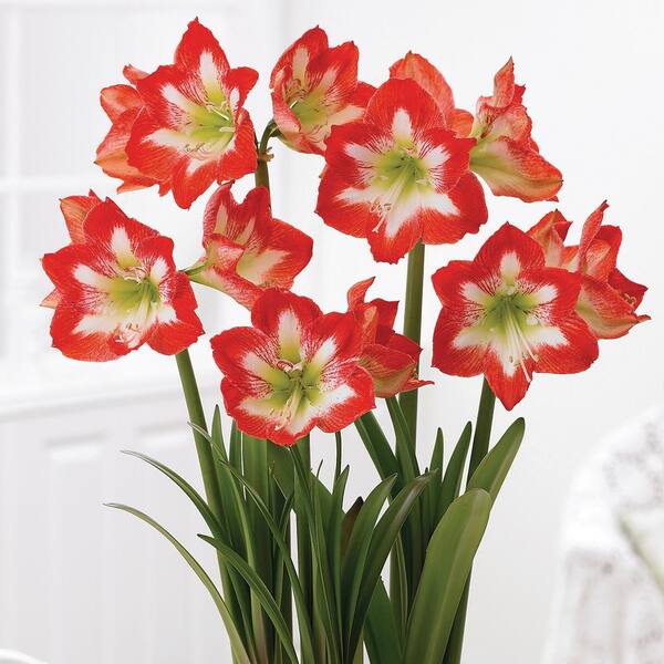 Van Zyverden Boxed Gift Kit Amaryllis Minerva Bulbs 87306 The Home Depot Van Zyverden Boxed Gift Kit Amaryllis Minerva Bulbs 87306 The Home Depot