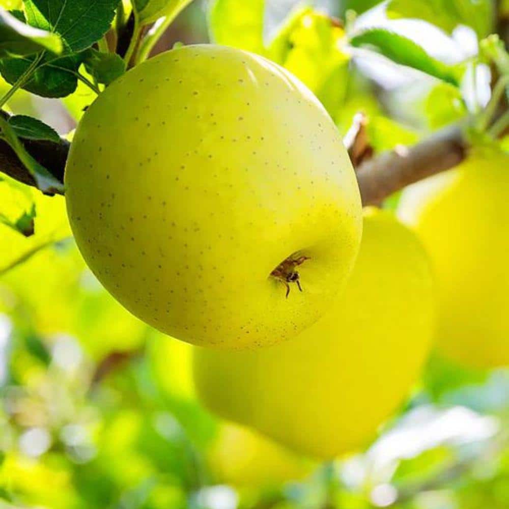 5 gal. Yellow Delicious Apple Tree