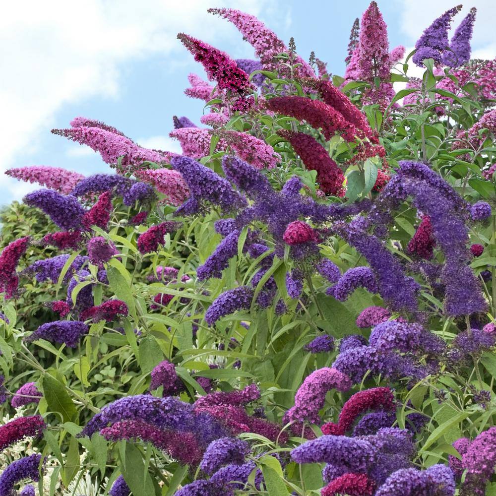 Trifecta butterfly bush