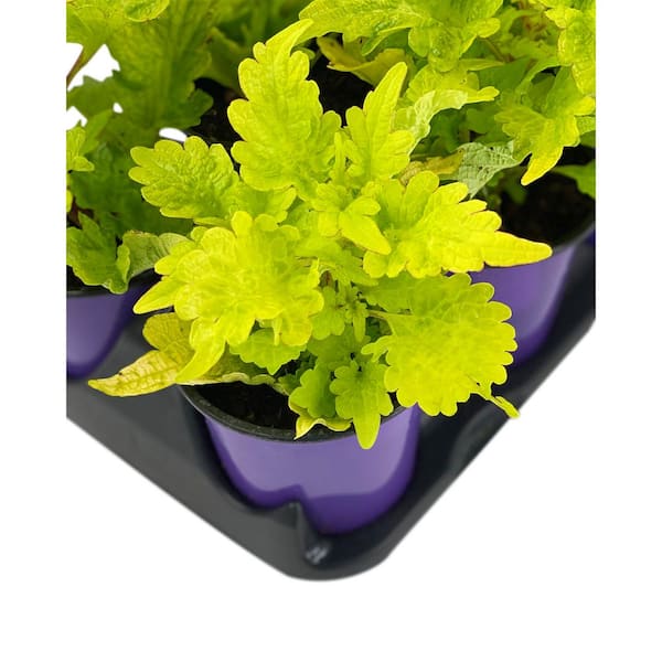 Vigoro 1.38 Pt. Coleus Plant Golden Lace Vegetative in 4.5 In
