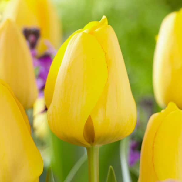 Garden State Bulb 12/+ cm, Golden Apeldoorn Darwin Hybrid Tulip Flower Bulbs (Bag of 100)