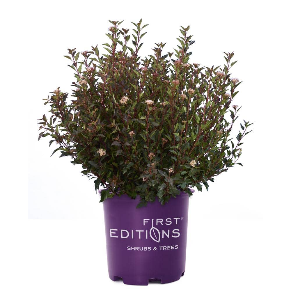 2 Gal. Little Devil Ninebark Shrub with Dark Foliage price history on PriceWatchPro