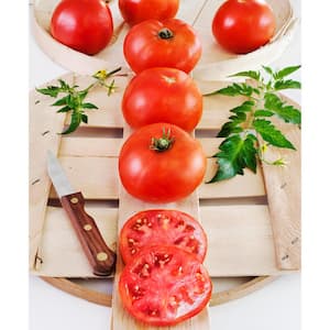1.19 qt. Big Boy Tomato Plant (6-Pack)