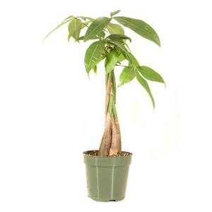 6 in. Money Tree Plant in Grower Pot