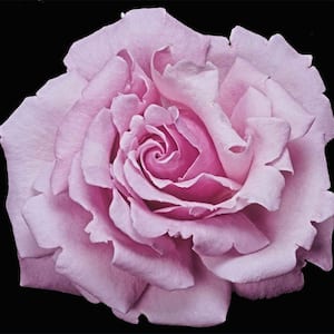 3 Gal. Pot, Memorial Day Hybrid Tea Rose Bush, Live Potted Deciduous Flowering Plant (1-Pack)