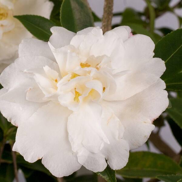 Southern Living Plant Collection 2 Gal. Diana Camellia(sasanqua) - Evergreen Shrub with White Semi-double Blooms, Live Plant