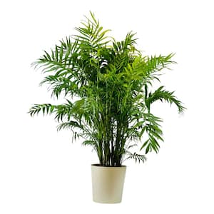 1.9 Gal Palm Neanthe Bella Plant in 9.25 In. designer Pot