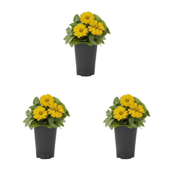 METROLINA GREENHOUSES 2 qt. Zinnia Yellow Annual Plant (3-Pack)