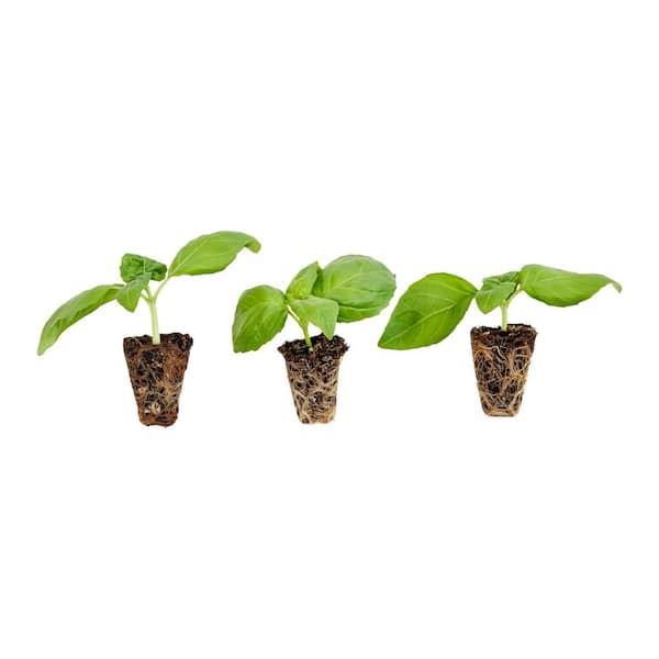 Bonnie Plants Sweet Basil Plug 3 cu. in. Live Plants 3 Pack