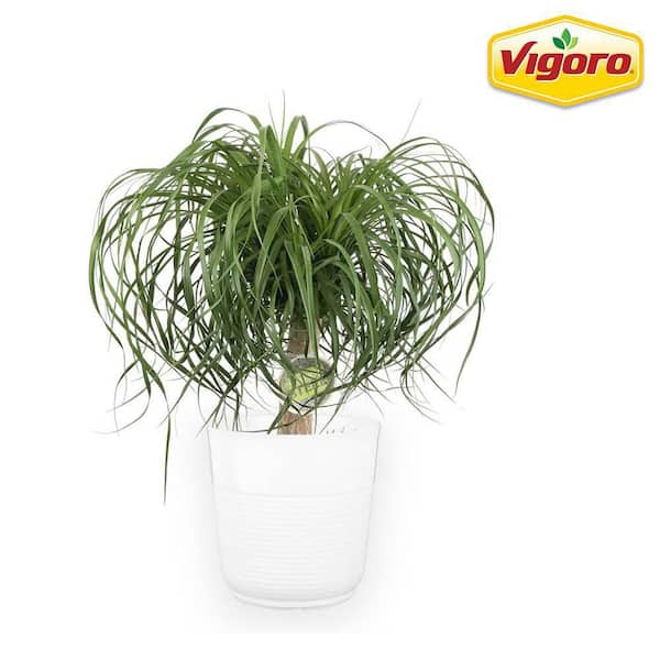 Vigoro 10 in. Ponytail Palm in White Plastic Deco Pot
