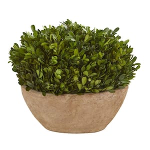 12 in. Boxwood Artificial Preserved Plant in Oval Planter