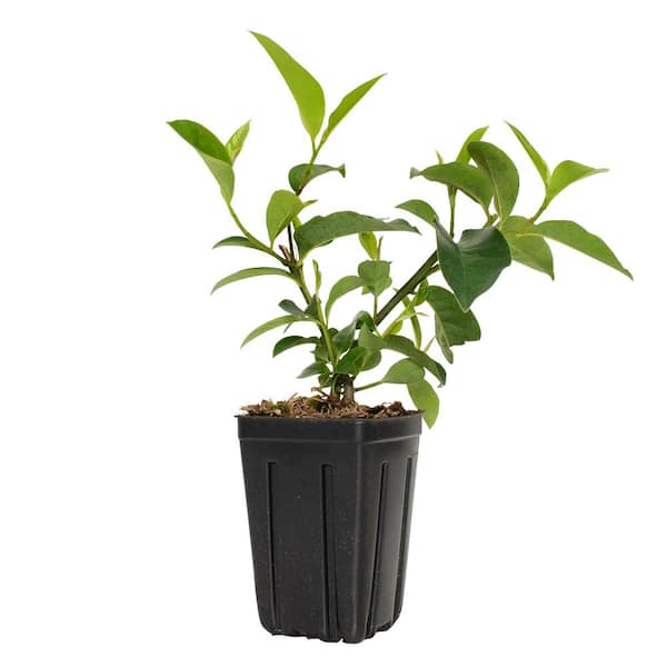 2 gal. Sweet Thing Japanese Magnolia Shrub with White Flowers