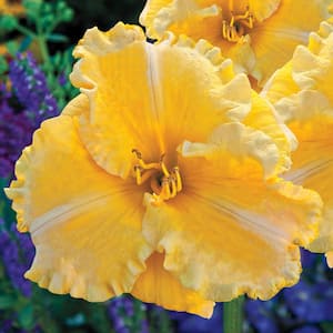 2.50 qt. Pot, Majestic Moon Daylily, Live Potted Deciduous Flowering Perennial Plant (1-Pack)