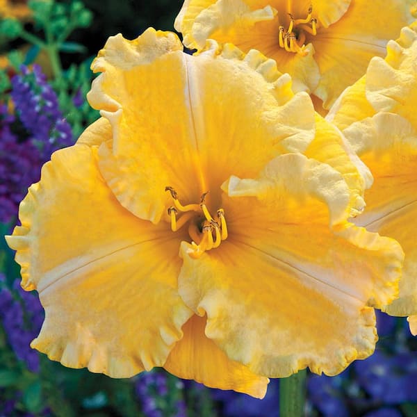 Spring Hill Nurseries 2.50 qt. Pot, Majestic Moon Daylily, Live Potted Deciduous Flowering Perennial Plant (1-Pack)
