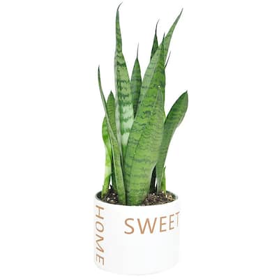 6 in. Sansevieria Grower's Choice Snake Plant in Home Sweet Home Ceramic