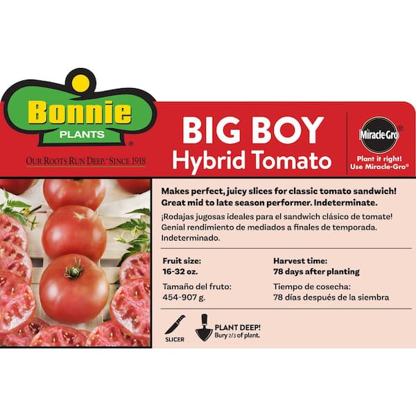 1.19 qt. Big Boy Tomato Plant (6-Pack)
