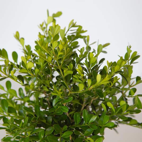 2 Gal. Skylight Boxwood, Evergreen Shrub With Glossy Green Foliage