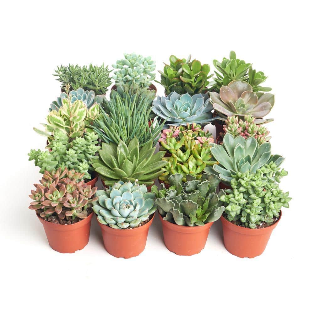 Shop Succulents 4 in. Assorted Succulent Collection Succulent (Collection  of 20) A4-20 - The Home Depot