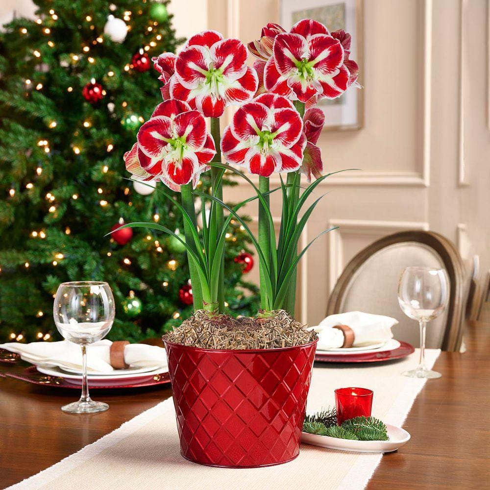 DIRECT GARDENING Samba Red and White Flowering Amaryllis 2 Bulb Gift Kit-2  Dormant Bulbs Pre-Planted in a Metallic Decorative Planter 11606 - The Home  ...