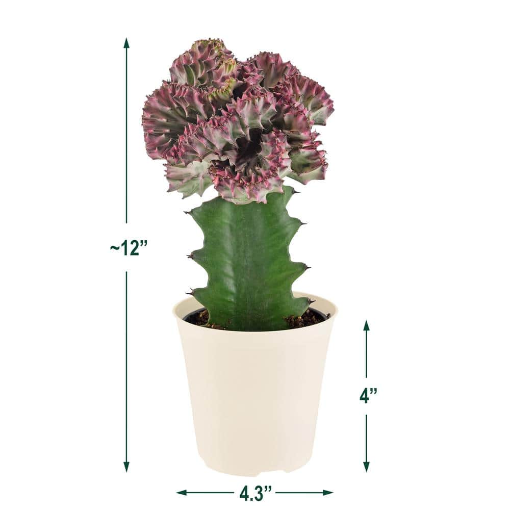 Light Purple Mermaid Tail Cactus in Beige Pot with Lights