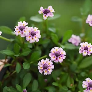 6.5 in. Phyla Nodiflora with Pink Flowers, Indoor Succulent Plants in Round Grower Hanging Pot