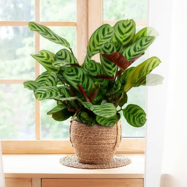 national PLANT NETWORK 4 in. Fishbone Prayer Plant Calathea Plant in Grower  Pot (4-Piece) HD7250 - The Home Depot
