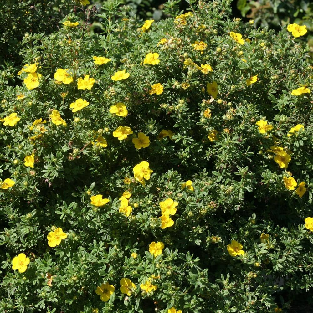 PROVEN WINNERS 4.5 in. Qt. Happy Face Yellow Potentilla (Fruticosa ...