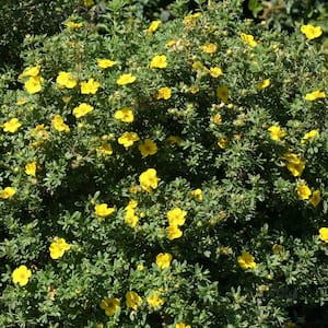 4.5 in. Qt. Happy Face Yellow Potentilla (Fruticosa) Flowering Shrub With Yellow Flowers