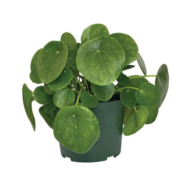6 in. Pilea Chinese Money Plant Indoor Houseplant in Grower Pot (1-Pack)