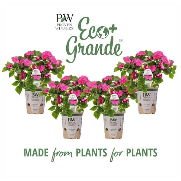 PROVEN WINNERS 4.25 in. Eco+Grande, Soprano Violet Shades (Impatiens), Live Plant, Purple Flowers (4-Pack)