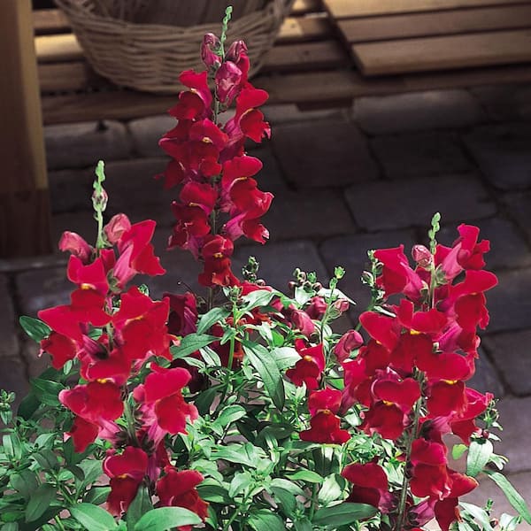 Vigoro 2 qt. Snapdragon Snaptastic Red Annual Plant 1007427003 - The ...