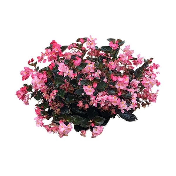 Spmou 100 Count Non-Organic Flowering Crabapple Tree Seeds Easy to Grow Ornamental Garden Plant (1-Pack)