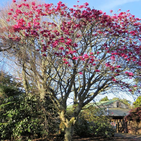 1 gal. Vulcan Deciduous Japanese Magnolia Tree with Purple Flowers