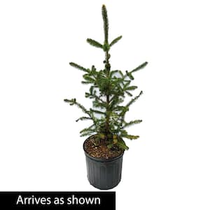 2.25 Gal. Pot White Spruce (Picea), Live Evergreen Shrub, Green Foliage (1-Pack)