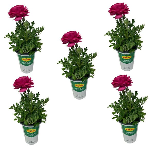 Vigoro 1 Qt. Ranunculus Annual Plant with Pink Flowers (5 - Pack)